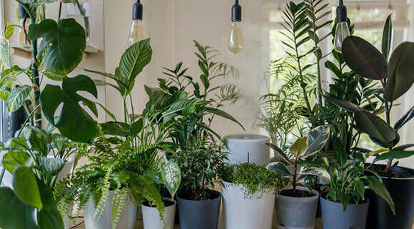 How To Look After Houseplants